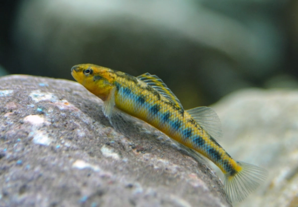 endangered freshwater fish