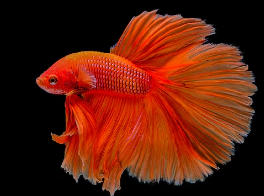 betta fish care betta fish care