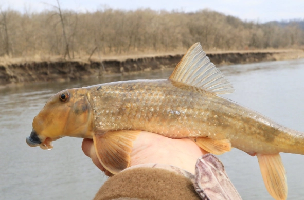 how to catch northern hog sucker