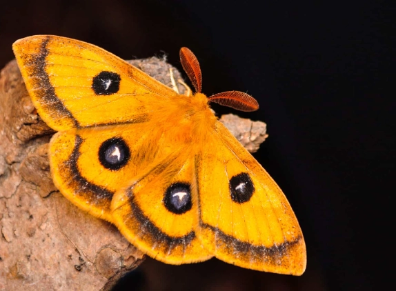 adorable moth species