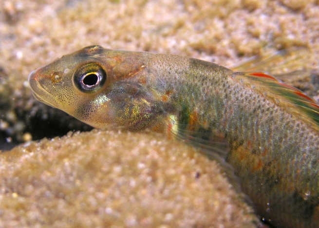 candy darter conservation