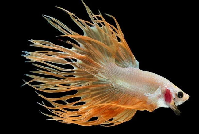 orange betta tank setup orange betta tank setup