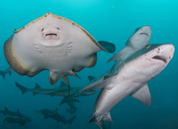 are sharks and rays related