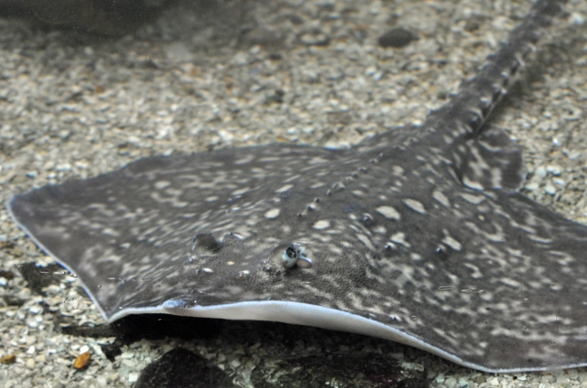 are sharks and rays related