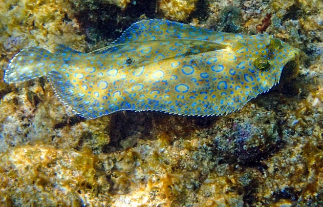 flounder camouflage