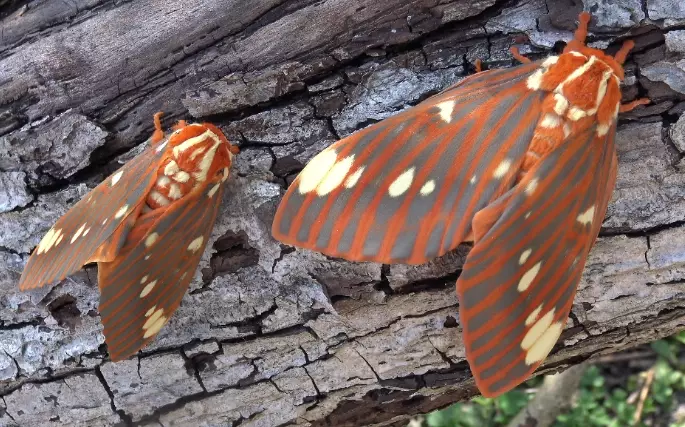 raising hickory horned devil