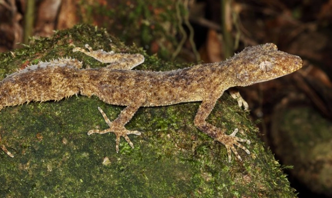 sydney leaf tailed gecko