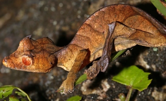 phyllurus platurus