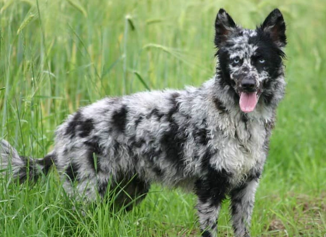 unusual dog breeds