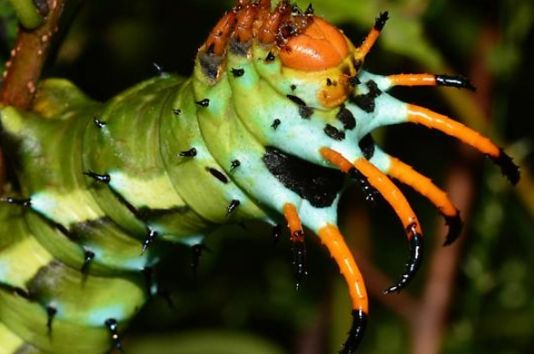 hickory horned devil caterpillar