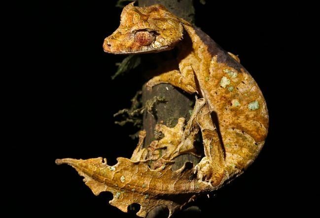 phyllurus platurus