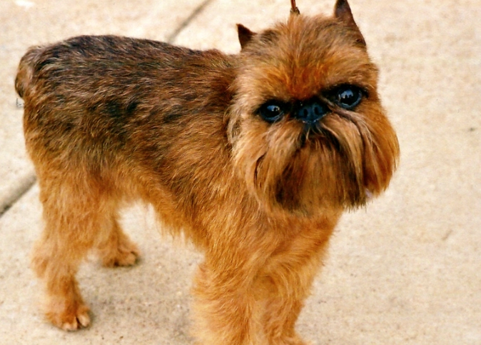 unusual dog breeds