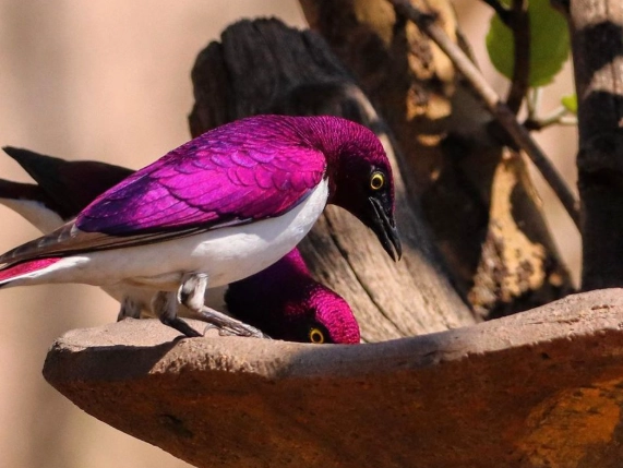 where to see amethyst starling