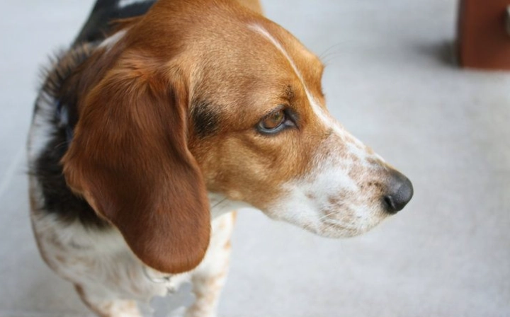 caring for basset hound mix
