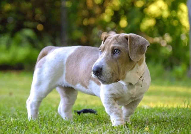 basset hound mix