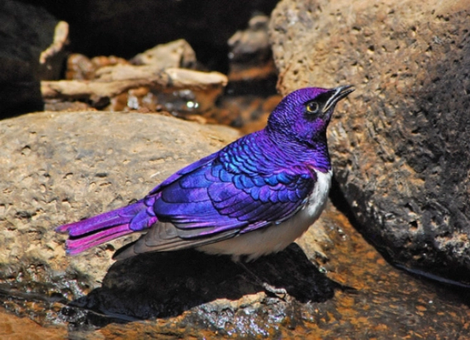 where to see amethyst starling