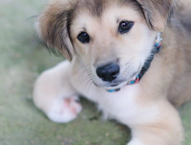 siberian retriever mix