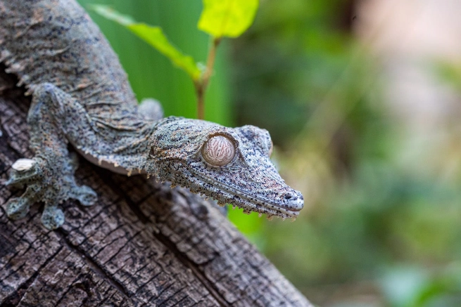 leaf-tailed gecko care