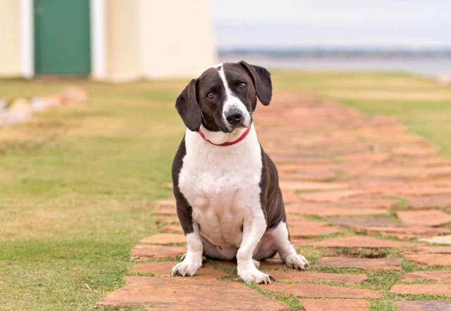 basset hound crossbreed