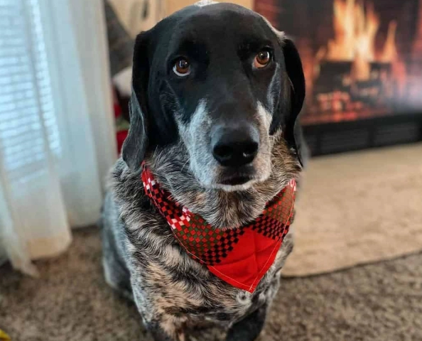 basset hound crossbreed