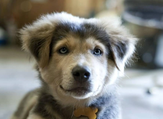 husky retriever mix
