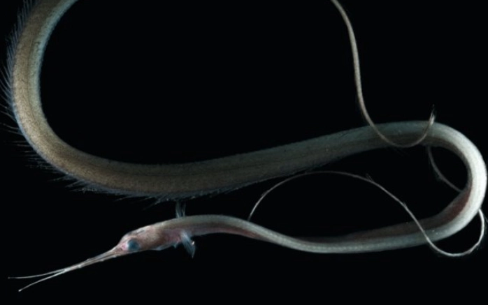 pelican eel vs snipe eel