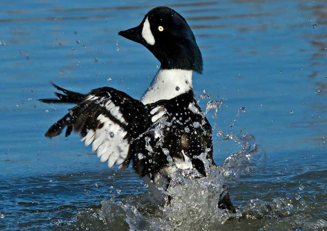 where to see Barrow's Goldeneye