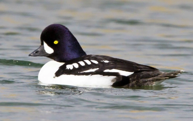 Barrow's Goldeneye identification