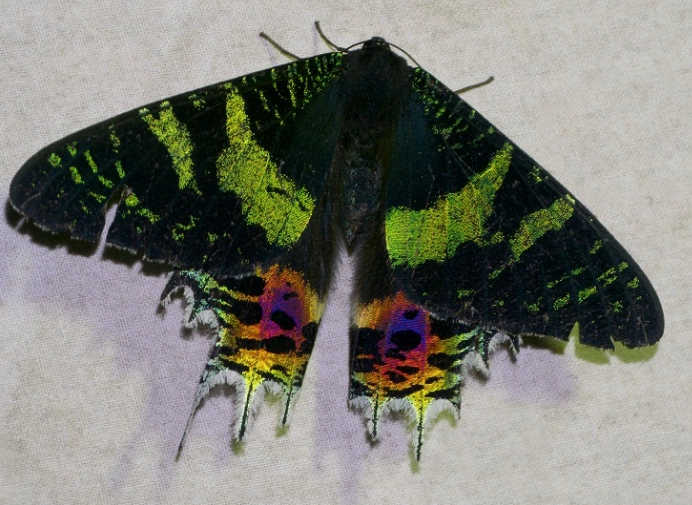 Madagascar sunset moth
