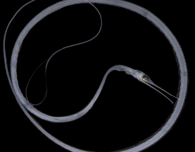 pelican eel vs snipe eel