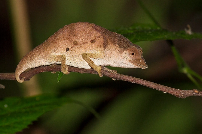 Brookesia chameleon