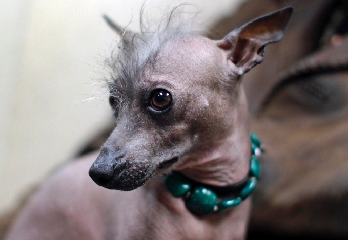 ugliest dog breeds
