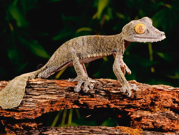 leaf-tailed gecko habitat