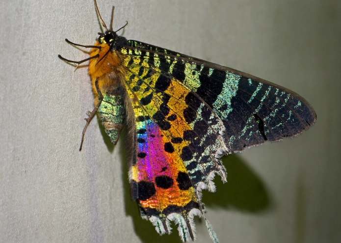 Madagascar sunset moth