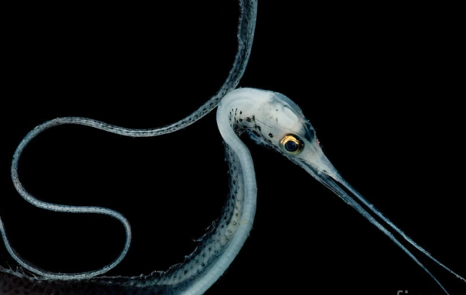 snipe eel