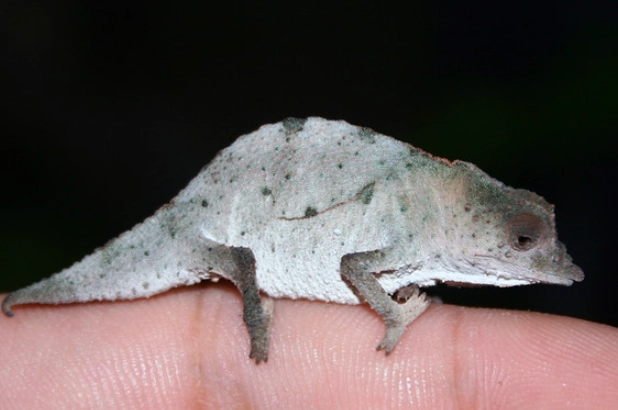 Brookesia chameleon