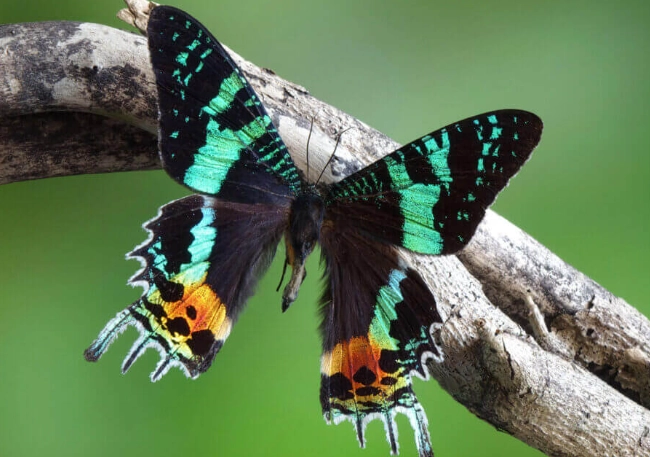 Chrysiridia rhipheus