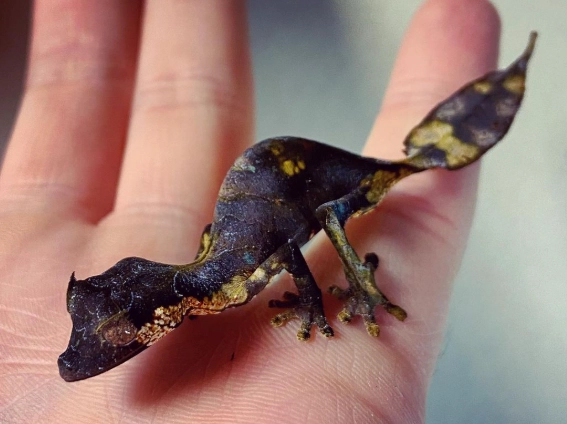 leaf-tailed gecko habitat