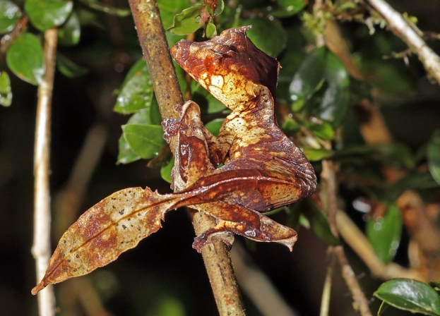 Sydney gecko spotting