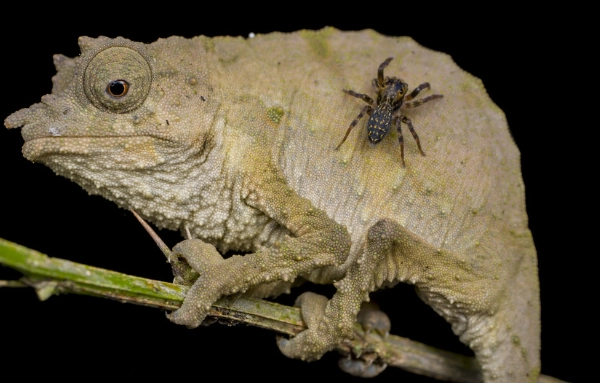 smallest chameleon