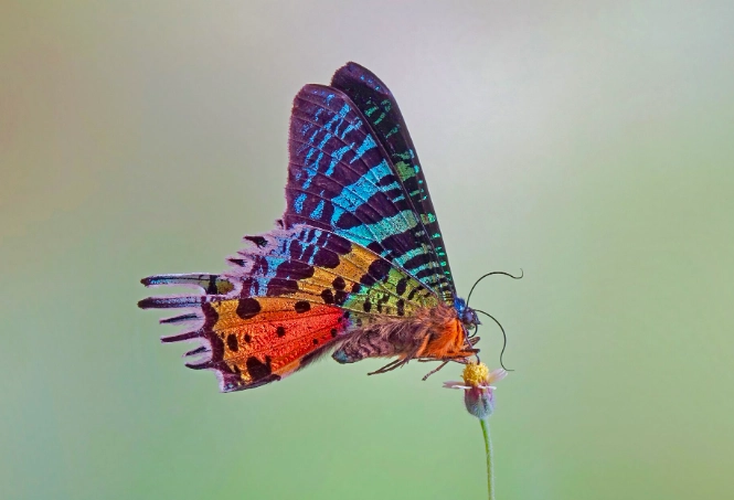 Chrysiridia rhipheus