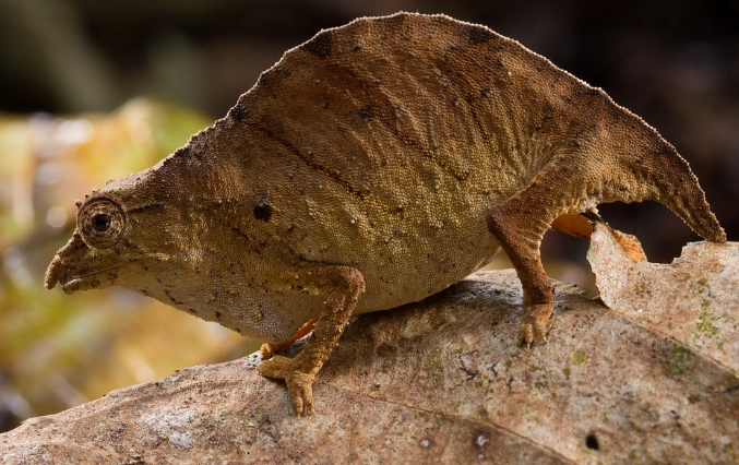 pygmy chameleon care