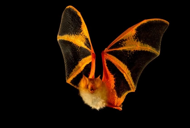 painted bat conservation