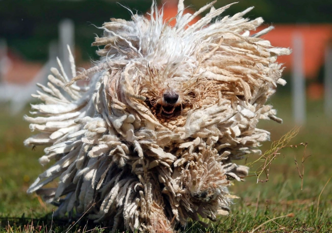 unusual looking dogs