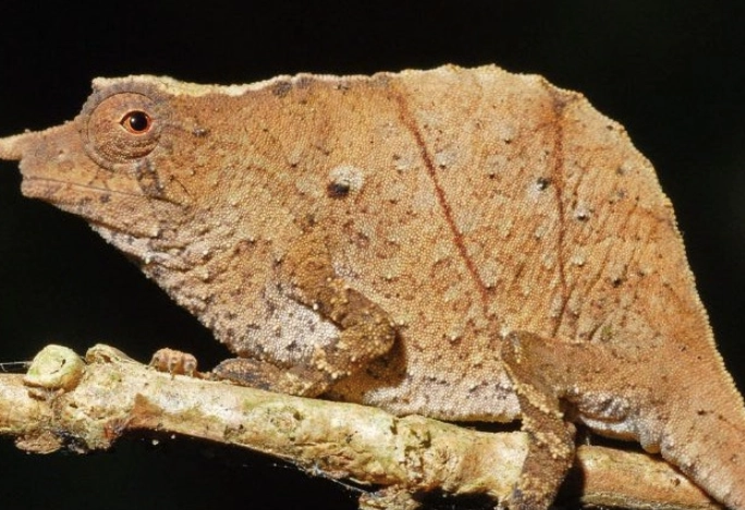 pygmy chameleon
