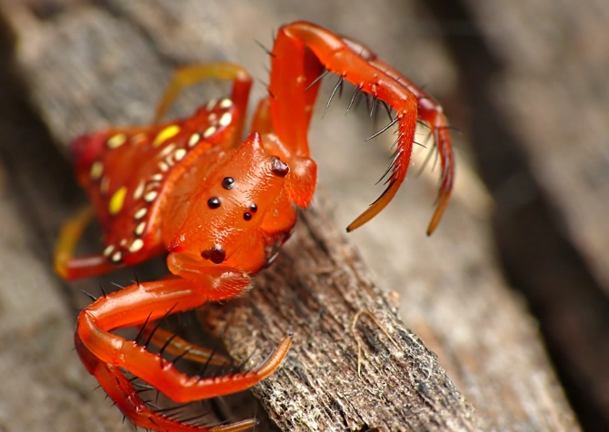 spider identification guide