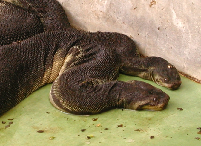 elephant snake
