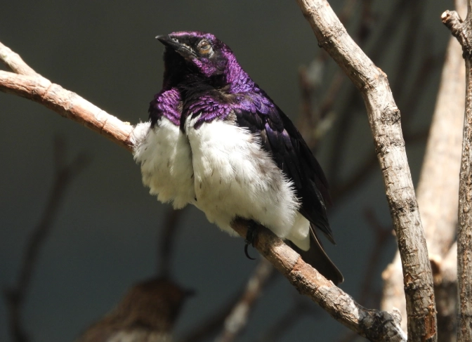 violet backed starling