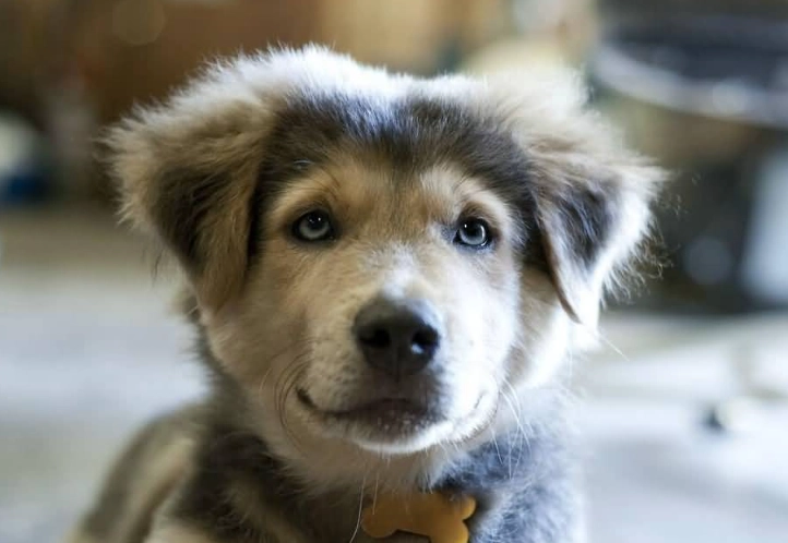husky golden retriever mix care