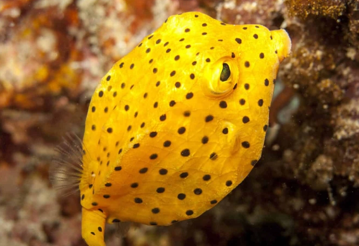 yellow boxfish